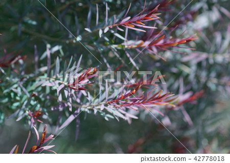 Tea tree The flower language is "a mighty ally" 42778018