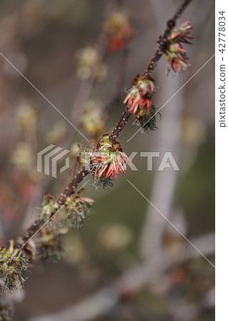 Bunsakura Fusasakura It stands out in the early spring mountains. 42778034