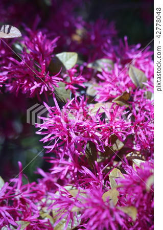 Safflower Tokiwa full-bloomed flower language "I want to love from me" 42778048