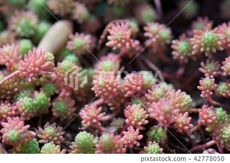 Morimura all year grass flower language of early spring is "love without withering" 42778050