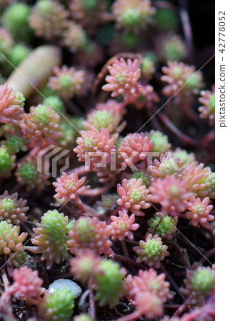 Morimura all year grass flower language of early spring is "love without withering" Morimura all year grass flower language of early spring is "love without withering" 42778052