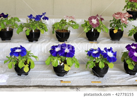 牽牛花舞台裝飾（藍色） 42778155