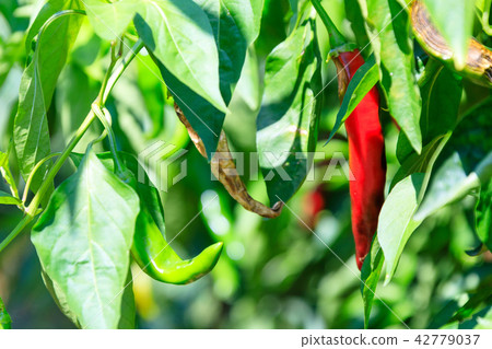 pepper, clean, cool 42779037