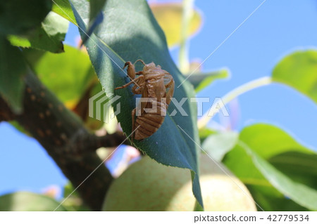 蟬的觸摸 42779534