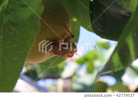 蟬的觸摸 42779537