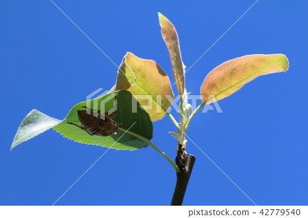 蟬的觸摸 42779540