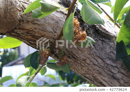 蟬的觸摸 42779624