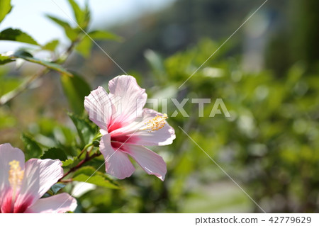 Hibiscus Hibiscus 42779629