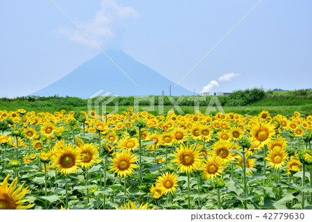 Mount Fugendake Mountain Foothills Summer Landscape Mt. Hakodake and Sunflower Field Kamen Dake and Yamakawa Geothermal Power Plant Kagoshima Prefecture Ibusuki City Mount Fugendake Mountain Foothills Summer Landscape Mt. Hakodake and Sunflower Field Kamen Dake and Yamakawa Geothermal Power Plant Kagoshima Prefecture Ibusuki City 42779630