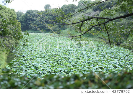 Hasunuma的綠色 42779702