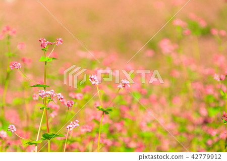 buckwheat, carnation color, damask rose 42779912
