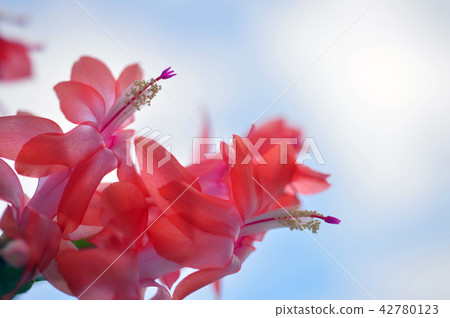 螃蟹仙人掌02 42780123