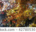 Autumn leaves 42780530