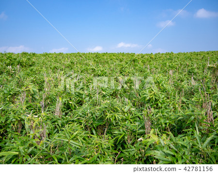 [Izu Peninsula] Summer plateau scenery, bear grass meadow [Izusan Ridge Sidewalk] 42781156