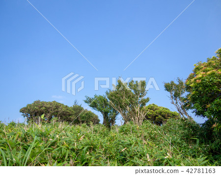 [Izu Peninsula] Summer plateau scenery, bear grass and shrub meadow [Izusan ridge walkway] 42781163