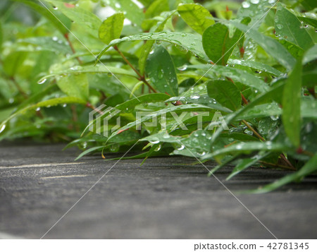 water of rain drop green leaves and concrete wall water of rain drop green leaves and concrete wall 42781345