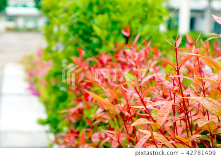 young red leaves of top christina plant in garden young red leaves of top christina plant in garden 42781409