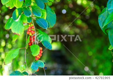 五味子 廠 植物 42781905