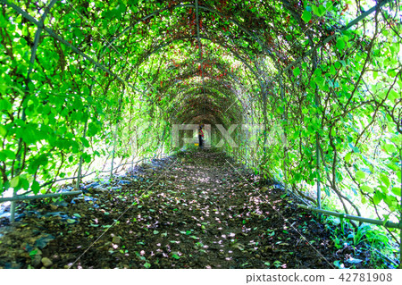 五味子 廠 植物 42781908