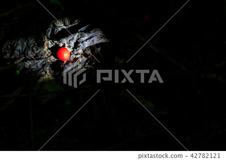 五味子 廠 植物 42782121