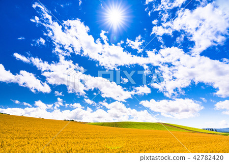 "Hokkaido" Biei · summer sky and wheat fields "Hokkaido" Biei · summer sky and wheat fields 42782420