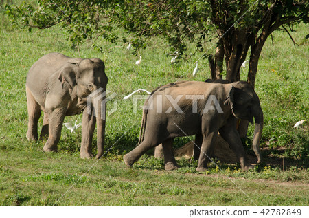 Asian elephants is eating solid in Thailand forest Asian elephants is eating solid in Thailand forest 42782849