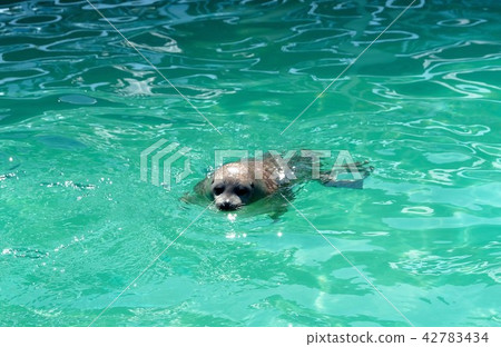 戈馬海豹 戈馬海豹 42783434