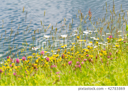 Marguerites and other wildflowers bank of lake Marguerites and other wildflowers bank of lake 42783869