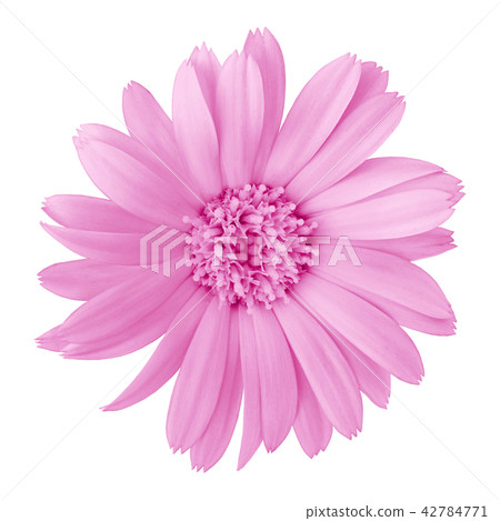 flower lilac calendula, isolated on a white  42784771