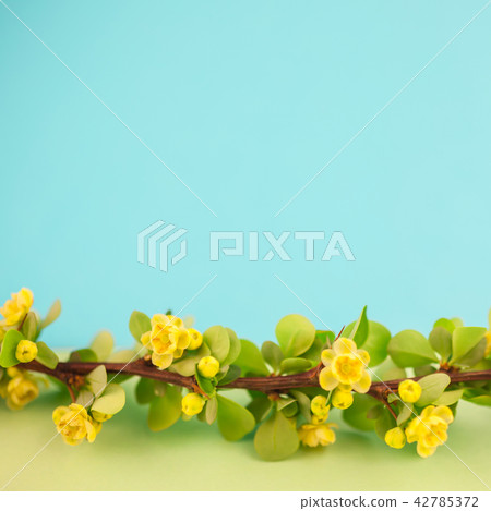 Spring blossoming barberry branch 42785372
