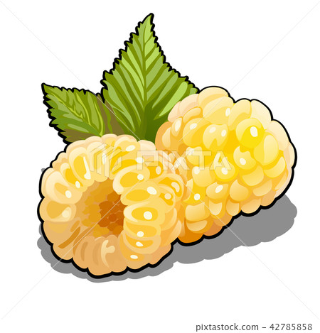 Set of berries yellow raspberries fruits or Rubus idaeus with green leafs. Element of a healthy diet Set of berries yellow raspberries fruits or Rubus idaeus with green leafs. Element of a healthy diet 42785858