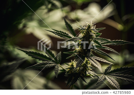 Blooming Marijuana plant with early white Flowers Blooming Marijuana plant with early white Flowers 42785980