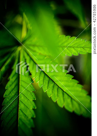 cannabis sativa, marihuana leaves cannabis sativa, marihuana leaves 42785986