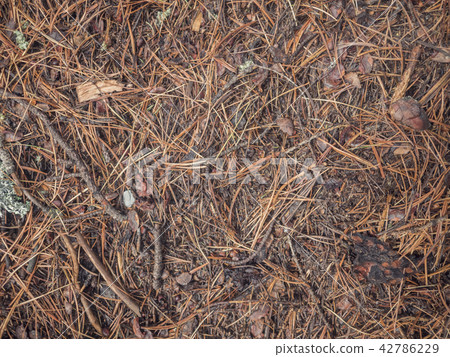 Earth ground covered with compost mulch fragment as a texture background Earth ground covered with compost mulch fragment as a texture background 42786229