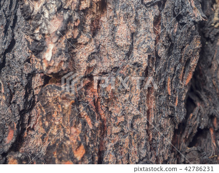 Close up texture of Cedar tree bark 42786231