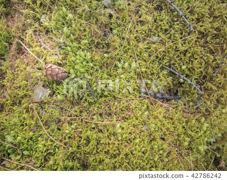 Close up of Cyan lichen and other lichens and moss. 42786242