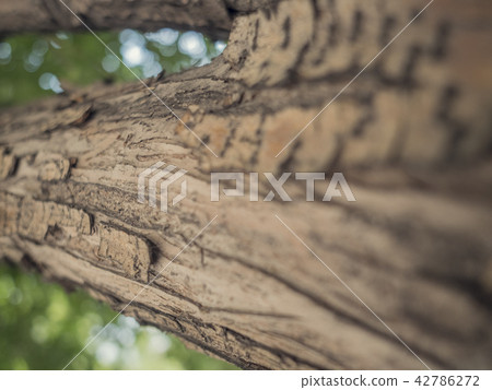 Close up texture of Cedar tree bark 42786272