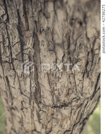 Bark of Elm. Seamless Tileable Texture. 42786275
