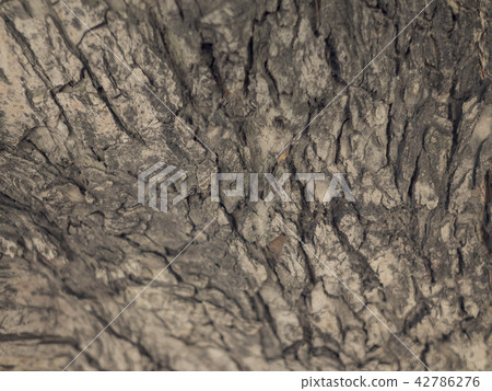 Close up texture of Cedar tree bark 42786276