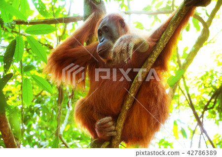 Orangutan in natural habitat. Sumatra, Indonesia 42786389