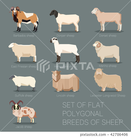 Set of flat polygonal breeds of sheep icons 42786406