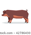 Flat geometric Duroc pig 42786430
