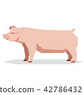 Flat geometric Chester white pig 42786432