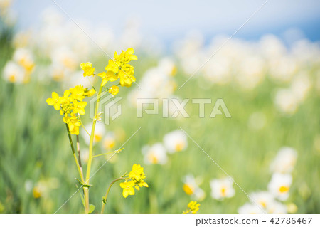Rape blossoms Narcissus Sekijin Starry Night Rape blossoms Narcissus Sekijin Starry Night 42786467