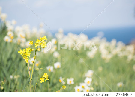 強姦開花Narcissus Sekijin繁星之夜 42786469