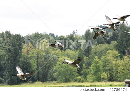 加拿大槍加拿大鵝加拿大鵝鳥 加拿大槍加拿大鵝加拿大鵝鳥 42786474