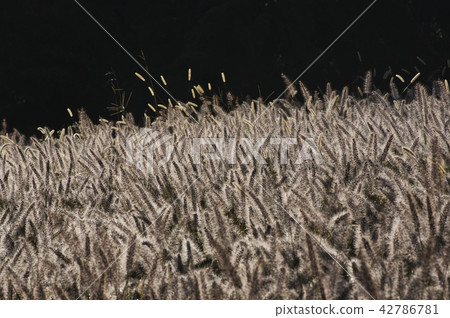 Chirashira shining brilliantly in the fall 42786781