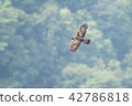 Eagle's eagle 42786818