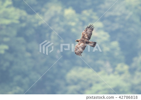 Eagle's eagle Eagle's eagle 42786818