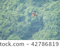 Eagle's eagle 42786819
